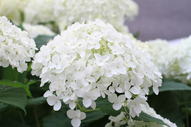アジサイ アナベルの白い花