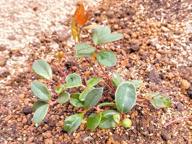 チェッカーベリー地植え