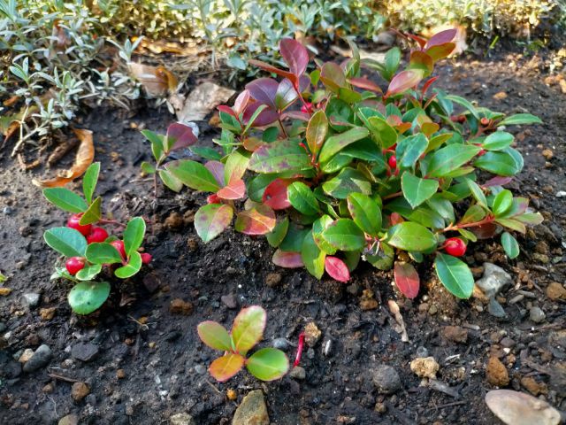 地植えのチェッカーベリー