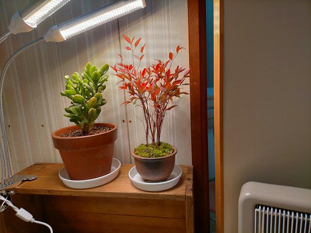 植物育成ライト設置