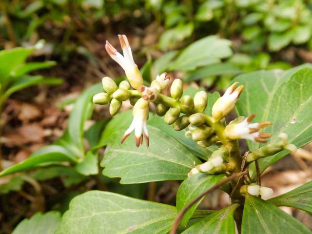 フッキソウの花