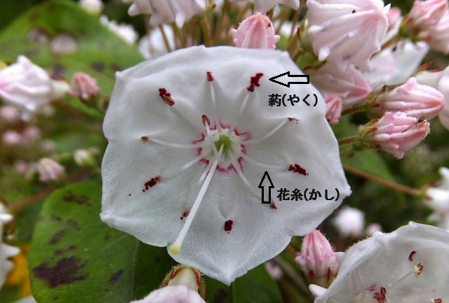 カルミアの花