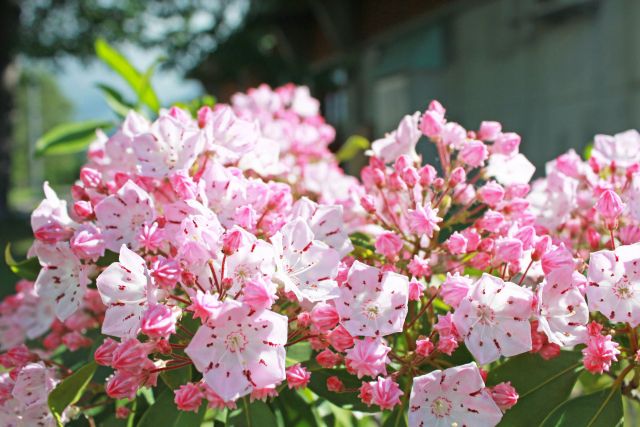 カルミアの花