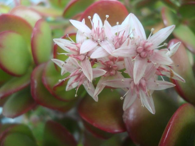 金のなる木は縁起のよい多肉植物 特徴と育て方のポイントは 花が咲かない理由と対策も紹介 楽して楽しむガーデニング