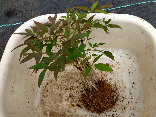 ナンテンの植え替え