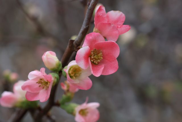 ボケの花