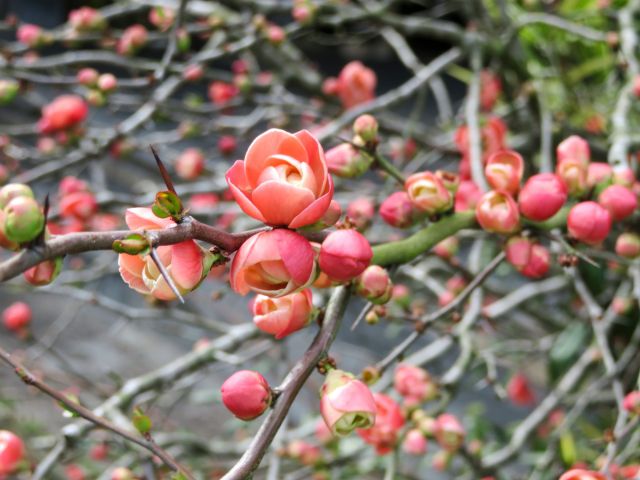 ボケの枝と花