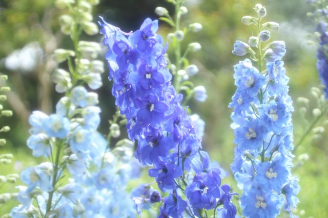 デルフィニウムの青い花