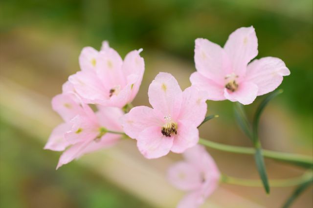 デルフィニウムのピンクの花