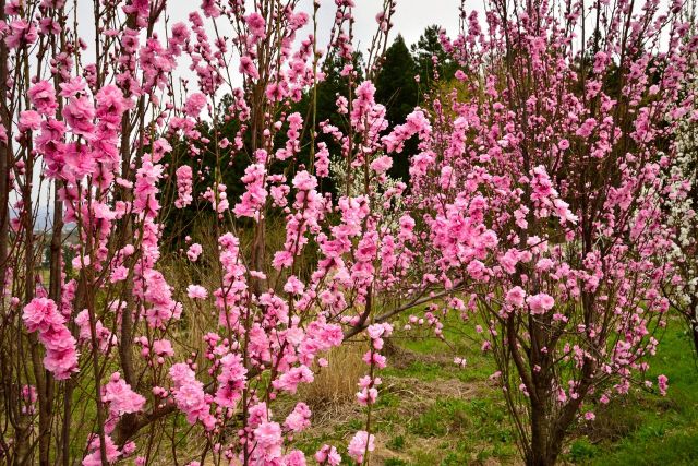 ハナモモ 花桃 の特徴と種類 育て方 剪定時期と方法は 楽して楽しむガーデニング