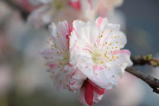 ハナモモの花