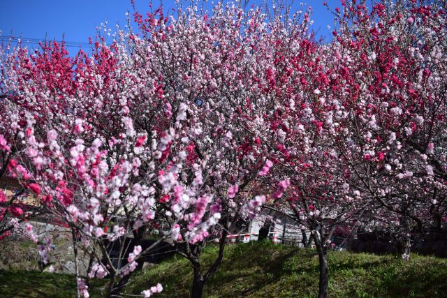 満開のハナモモの花