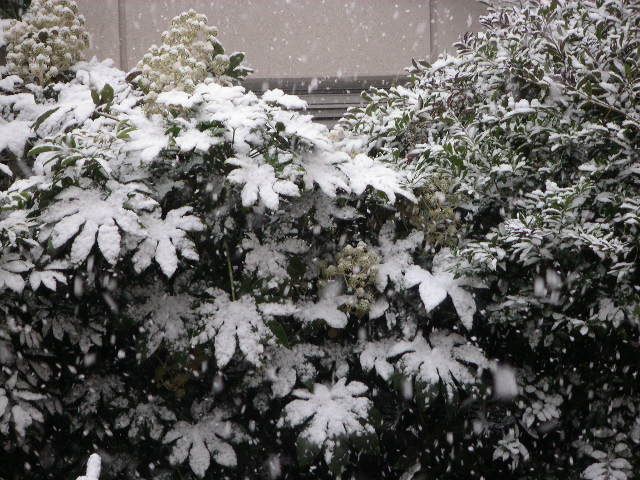 雪が積もったヤツデ