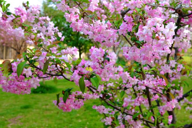 ハナカイドウ 花海棠 の特徴と育て方 剪定時期と方法は 楽して楽しむガーデニング