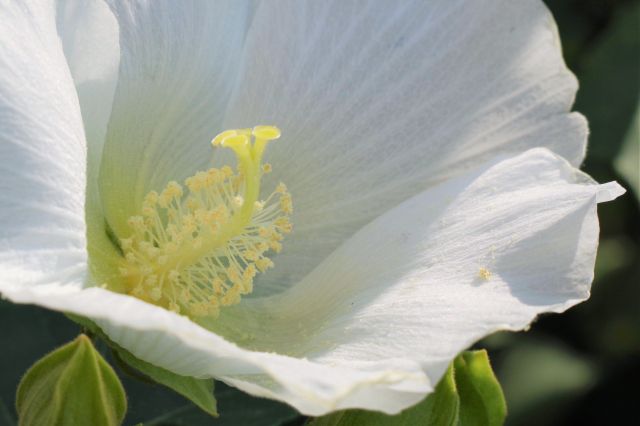 フヨウ 芙蓉 の特徴と育て方 フヨウとムクゲの違いとは 楽して楽しむガーデニング