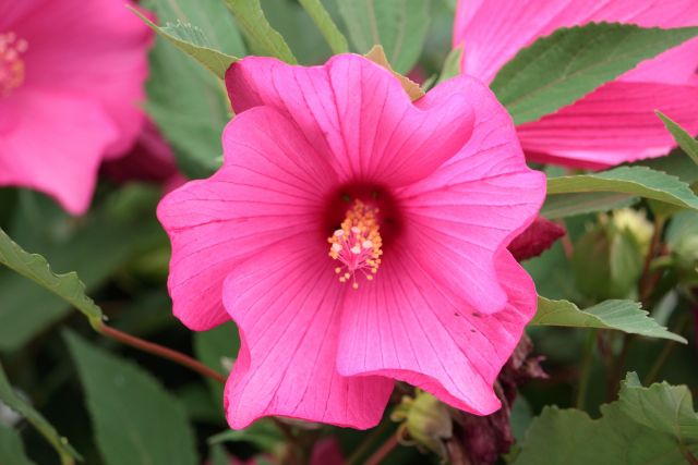 フヨウ 芙蓉 の特徴と育て方 フヨウとムクゲの違いとは 楽して楽しむガーデニング