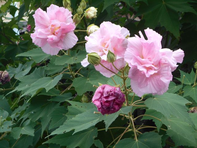 フヨウ 芙蓉 の特徴と育て方 フヨウとムクゲの違いとは 楽して楽しむガーデニング