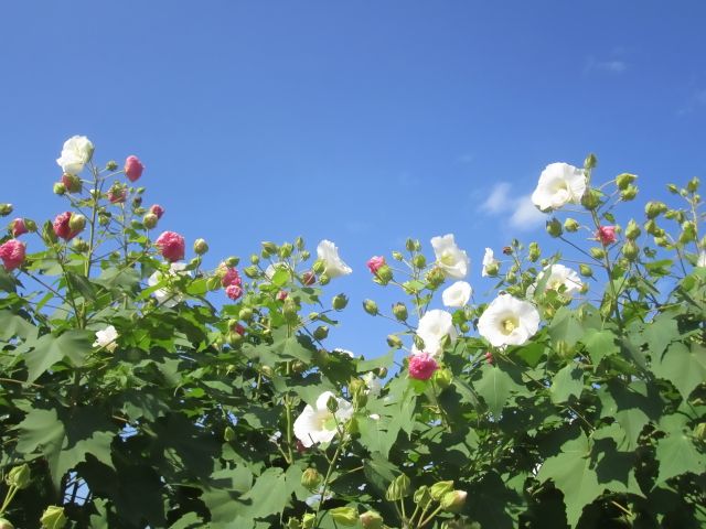 フヨウ 芙蓉 の特徴と育て方 フヨウとムクゲの違いとは 楽して楽しむガーデニング