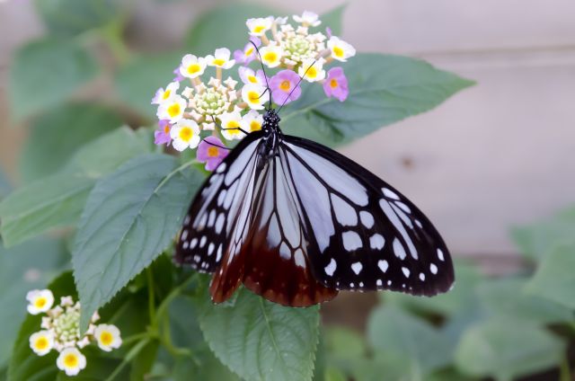 ランタナの花と蝶