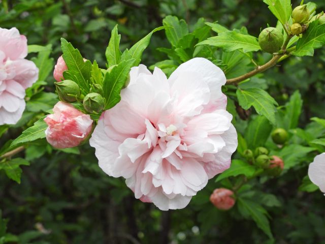 ムクゲの八重咲の花