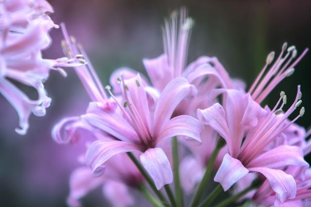 ネリネ(ダイヤモンドリリー)の花