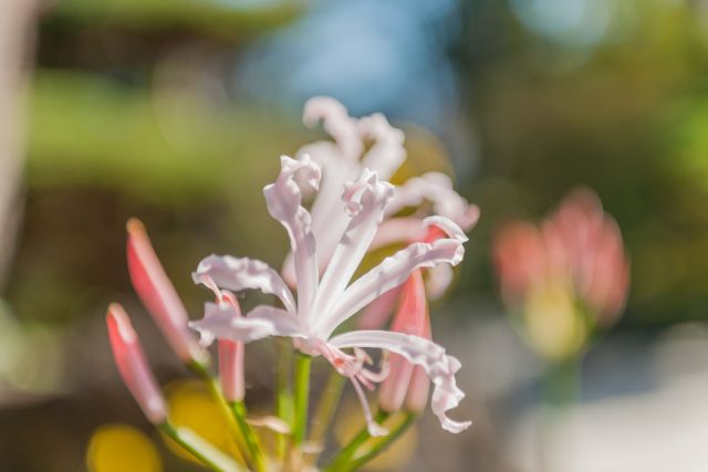 ネリネ ダイヤモンドリリー の特徴と育て方 花が咲かない原因は 楽して楽しむガーデニング