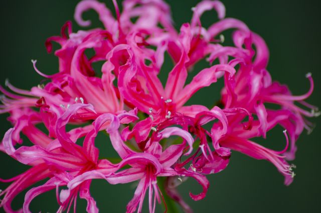 ネリネ(ダイヤモンドリリー)の花