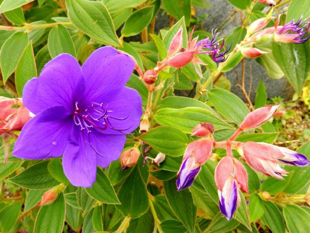シコンノボタン(紫紺野牡丹)の花