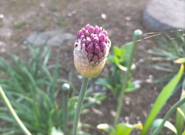 アリウムのツボミ