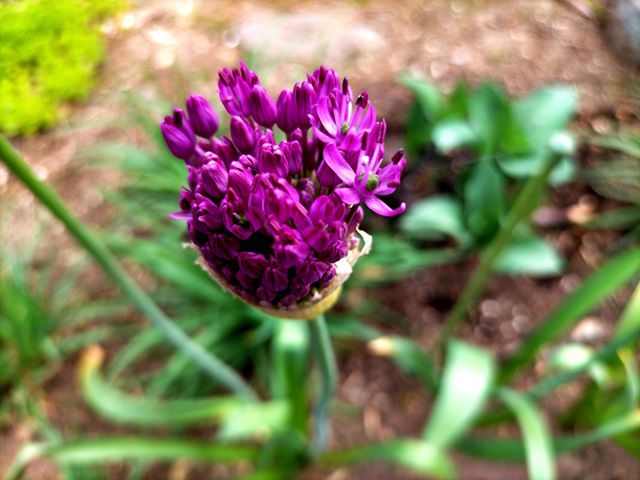 アリウムの花咲き始め