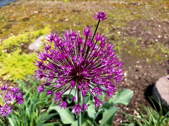 アリウムの花