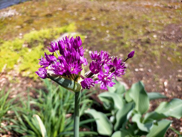 アリウムの花