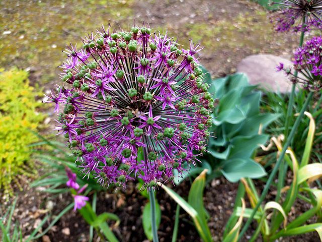 アリウムの花