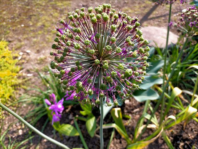 アリウムの花