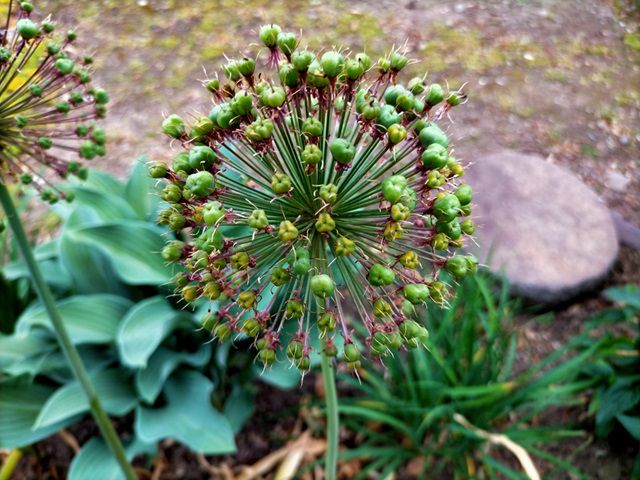 咲き終わったアリウムの花