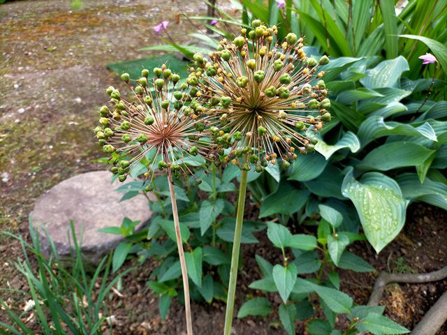 花後、茎も枯れてきたアリウム