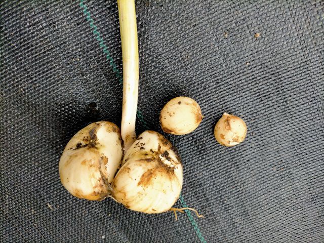掘り上げたアリウムの球根
