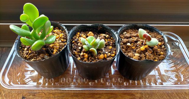 ゴーラムの挿し芽苗と葉ざし苗