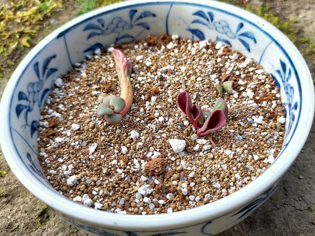 ゴーラムの挿し芽苗