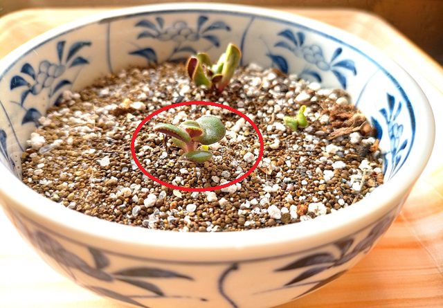 ゴーラムの挿し芽苗