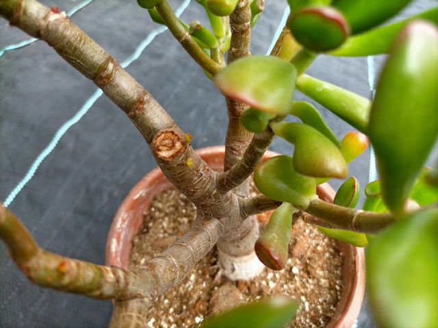 ゴーラムの新芽