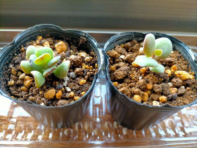 ゴーラムの葉ざし苗3年目