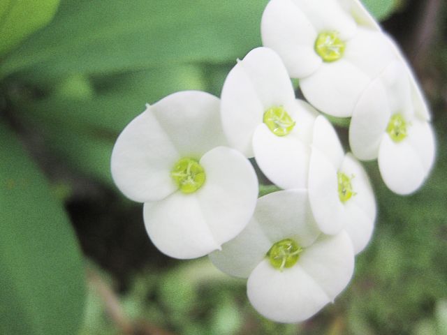 ハナキリンの花