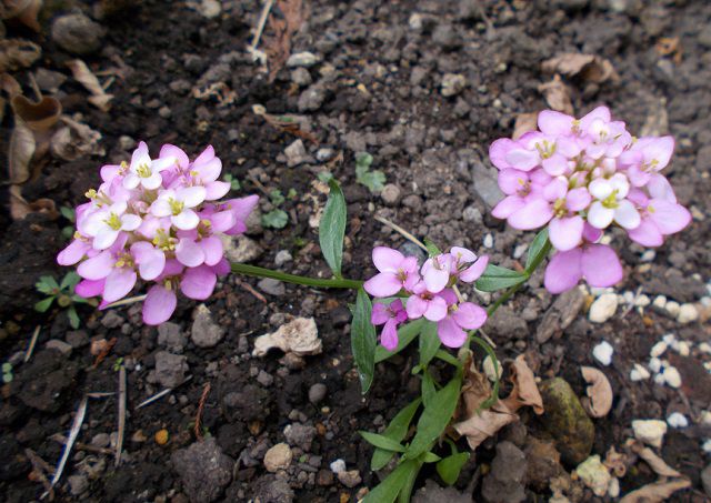 イベリス ウンベラータの花