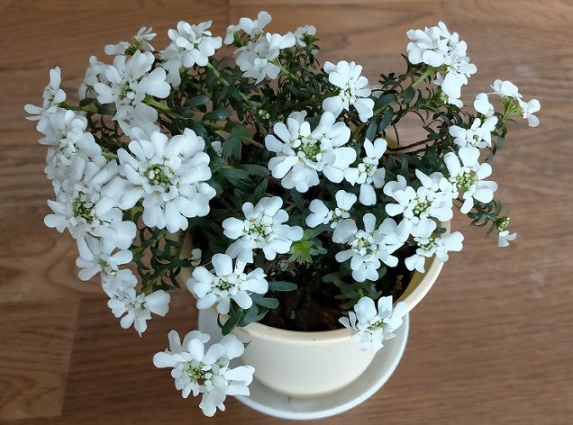 宿根イベリスの鉢植え