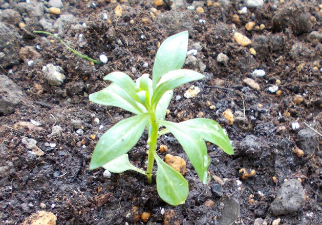 イベリスの植え付け