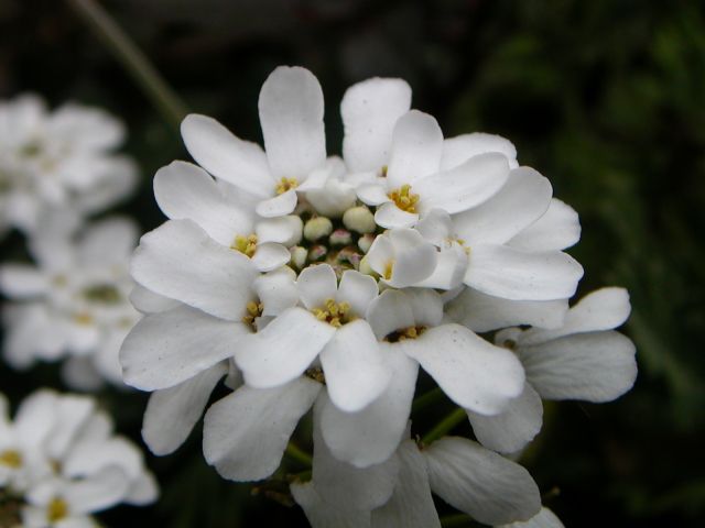 イベリスの花