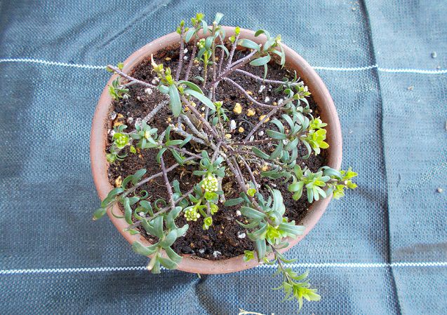 宿根イベリスを植え替え