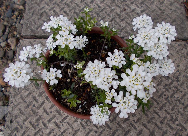 植え替え後に咲き始めた宿根イベリス