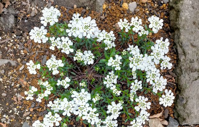 イベリスの花が咲く